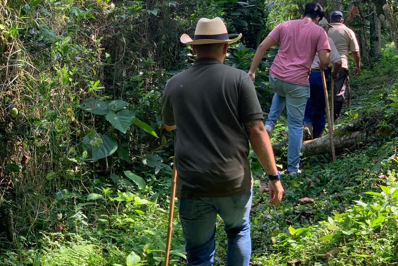 Caminata por los cultivos de cacao 