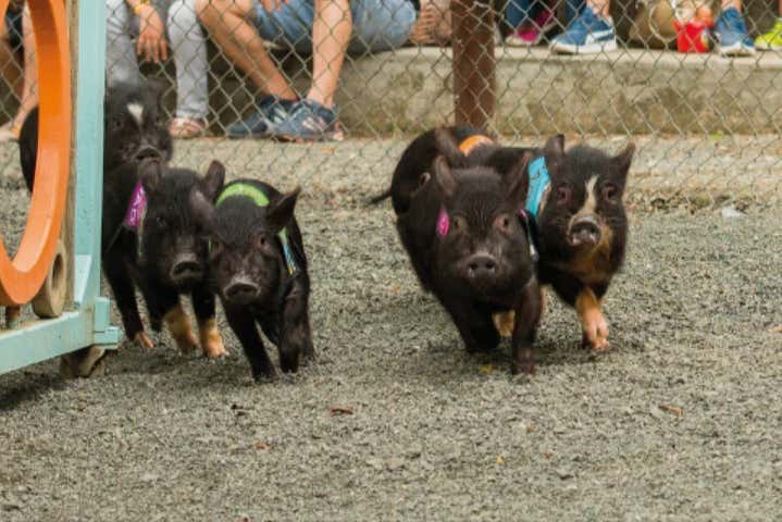 Pigs running in the park