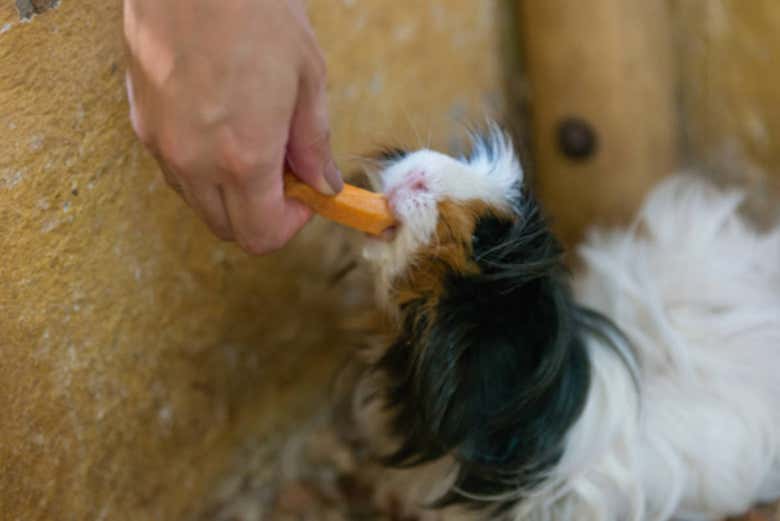 Alimentando a los animales del Parque Panaca