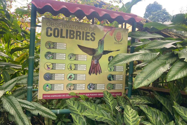 Você verá beija.-flores e outras espécies de aves