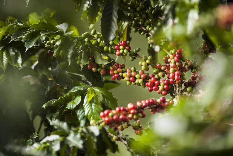Una pianta di caffè