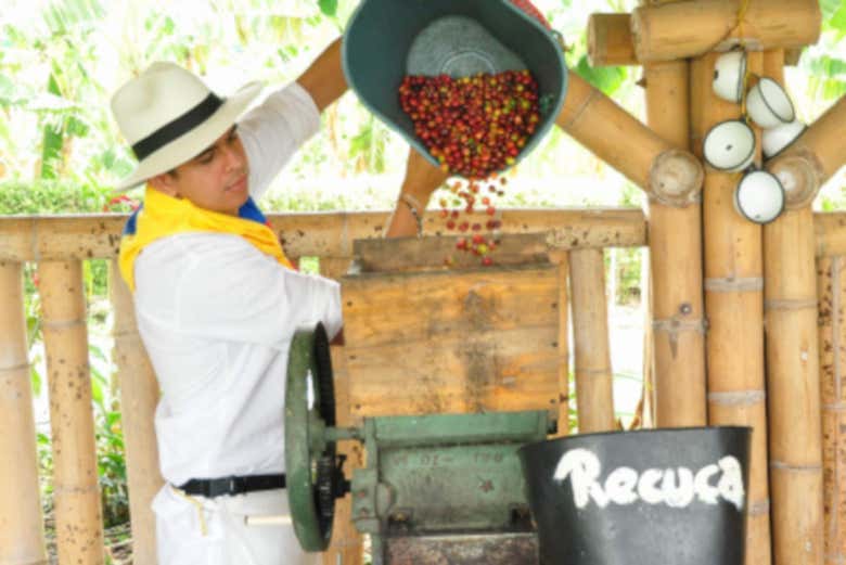 Procesando el grano del café