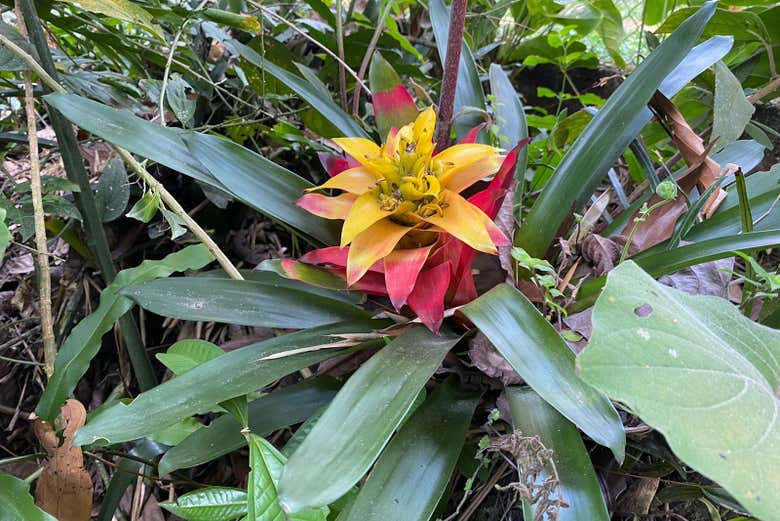 Flor Bromélia Guzmania 