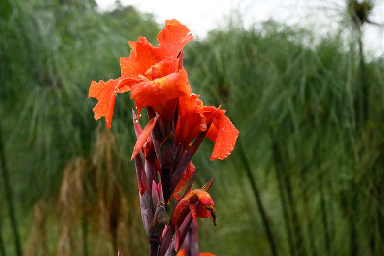 Veréis la flora típica colombiana