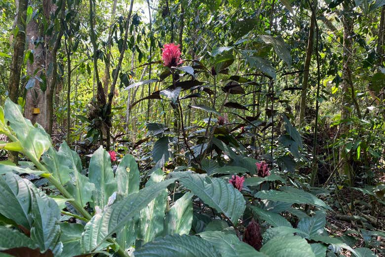 Le specie di fiori silvestri che vedremo
