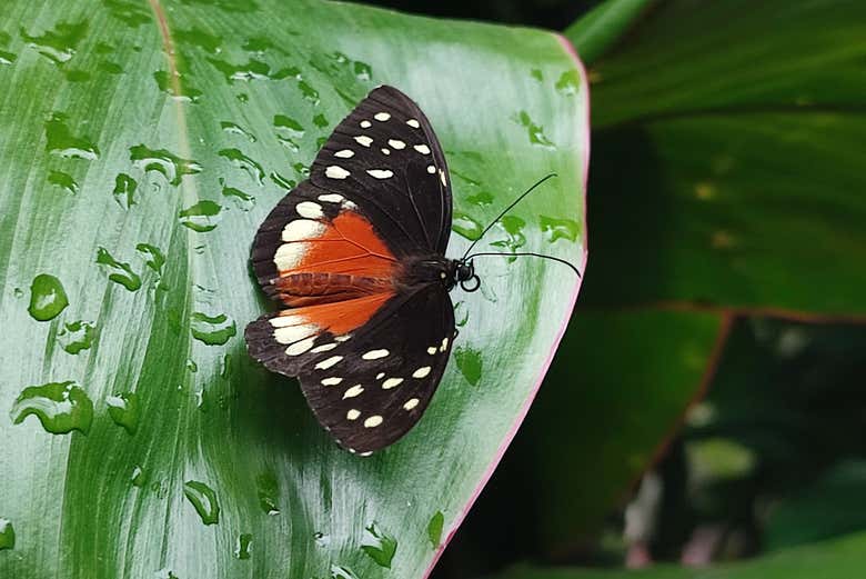 One of the butterflies that we will be able to contemplate