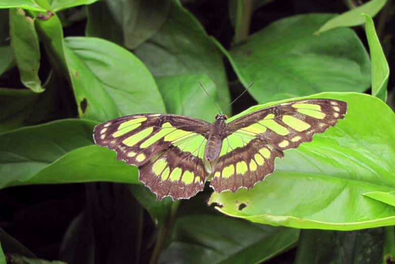 En el Mariposario del Jardín Botánico del Quindío