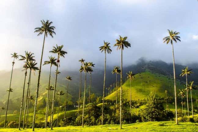 Palma de cera, las palmeras más altas del mundo