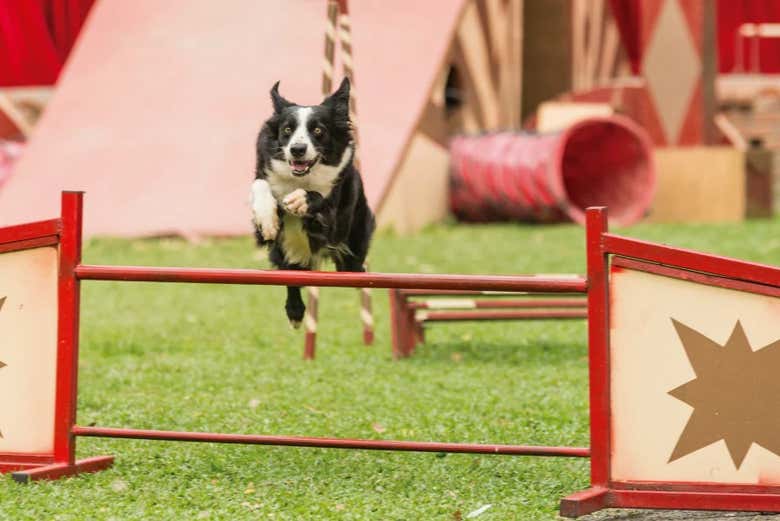 A dog jumping in a performance
