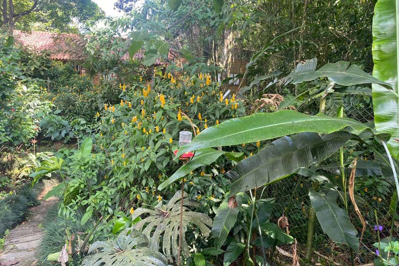 Você vai ficar impressionado com a vegetação