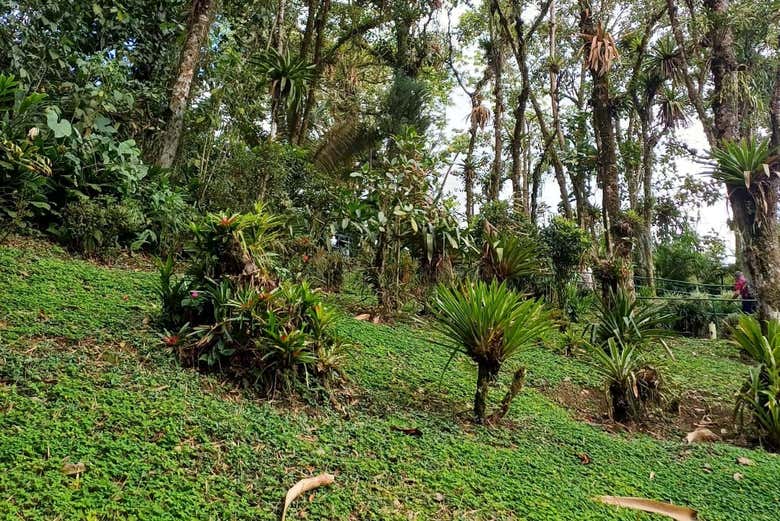 Un lieu entouré de végétation