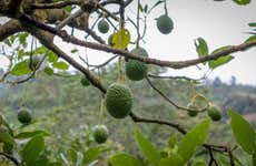 The Avocado Tour