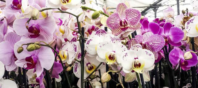 Tour de las orquídeas