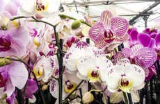 Tour das orquídeas