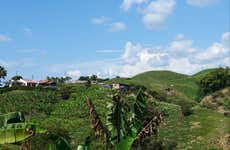 Tour por Pereira + Visita a uma plantação de bananas