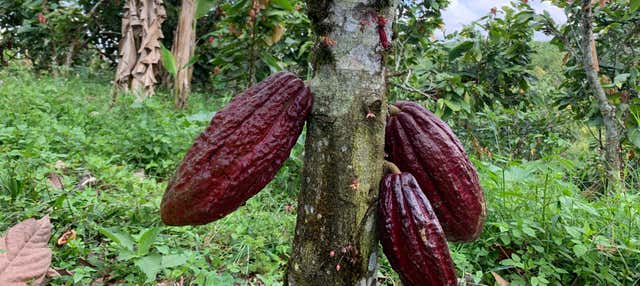 Visita a la finca de cacao El Turpial Feliz