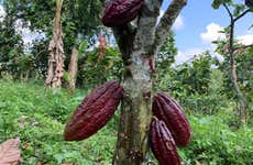 Visite de la ferme de cacao El Turpial Feliz