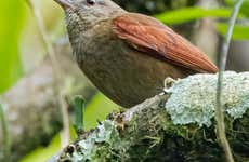 Avistamiento de aves en el bosque andino
