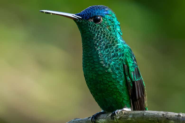 Un colibrì 