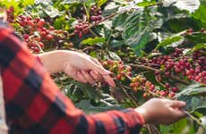 Visite d'un domaine caféier