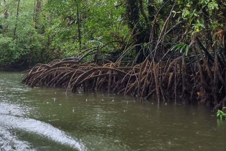Manguezais de Baía Málaga