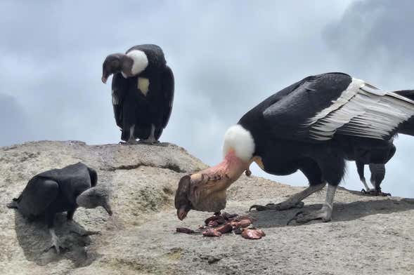 Avistamiento de cóndores en Puracé + Termales de San Juan