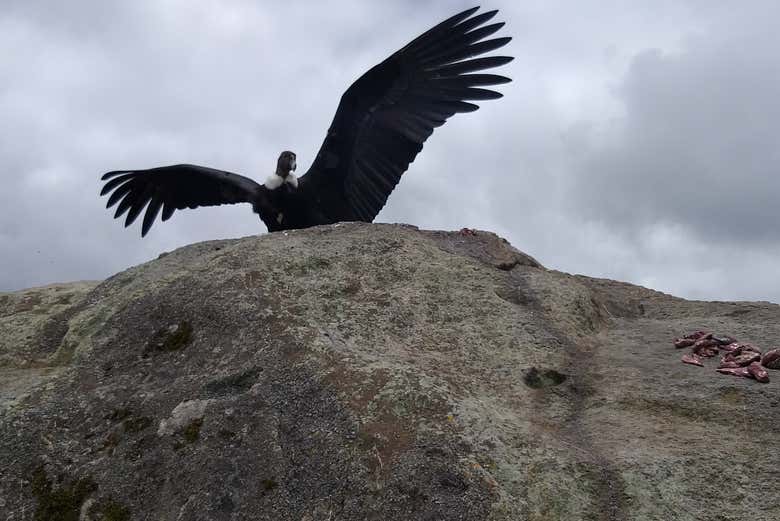 Avistamiento de cóndor