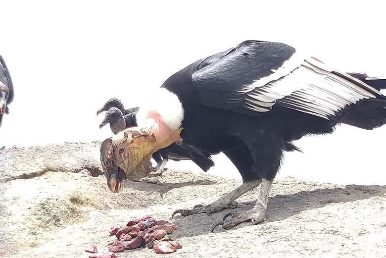 Condors on the Puracé volcano