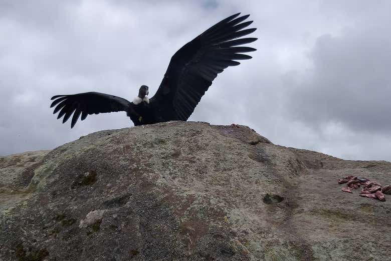 Andean condor