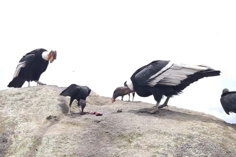 Family of Andean condors