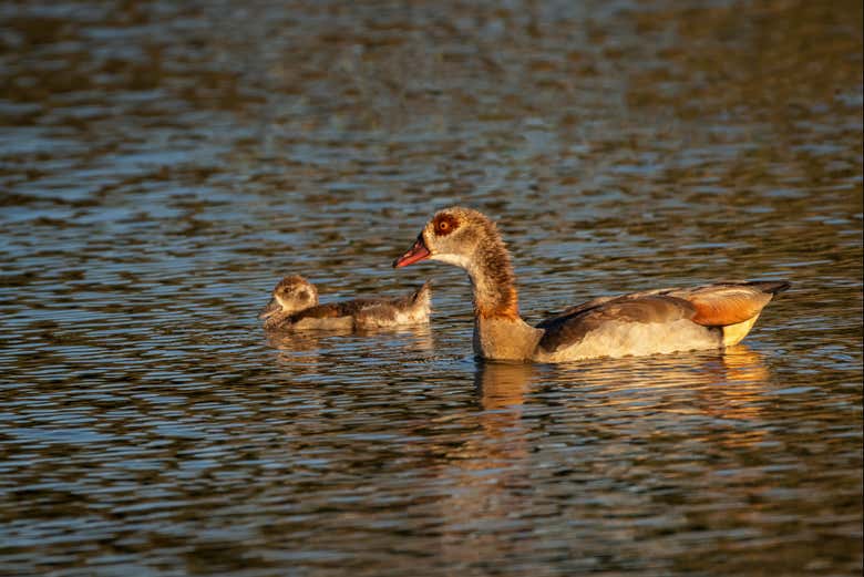 Patos en el río