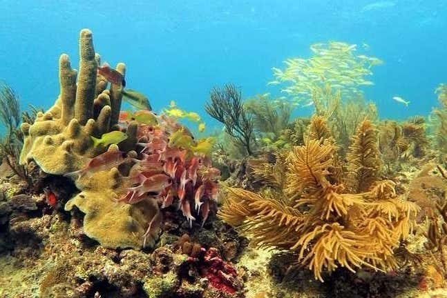Increíbles corales de la isla de Providencia