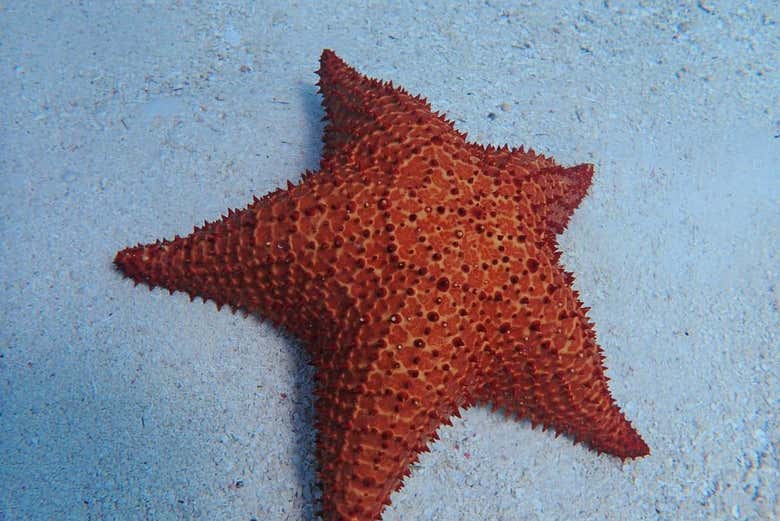 Uma estrela-do-mar