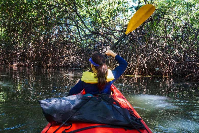 Kayak through mangroves