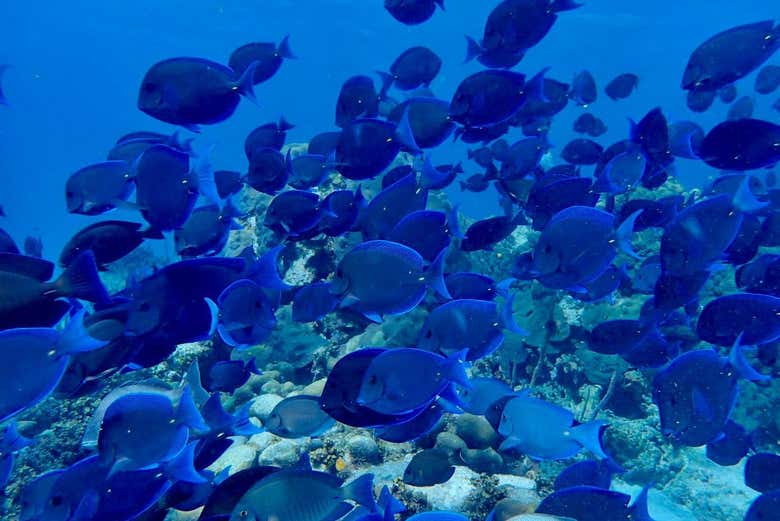 Um cardume de peixes azuis