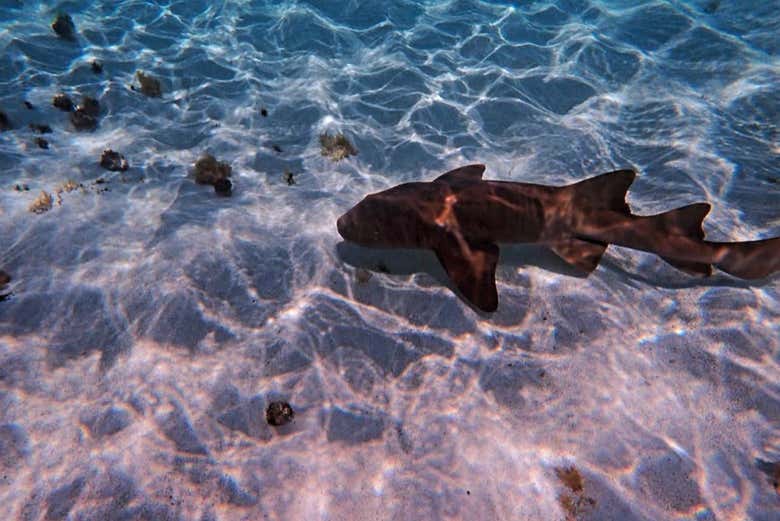 Un pez nadando en Punta Arrecife