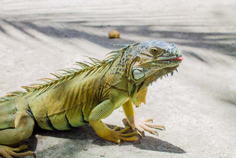 Reptiles en el Parque McBean Lagoon