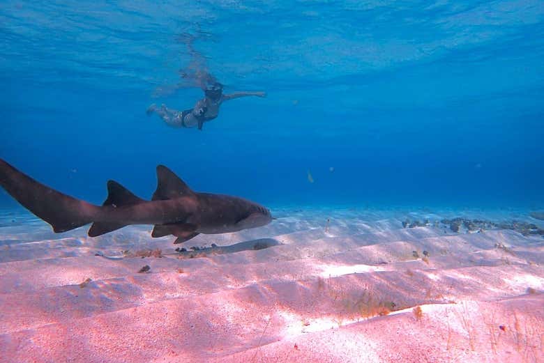 Viendo un tiburón en el fondo marino de Punta Arrecife
