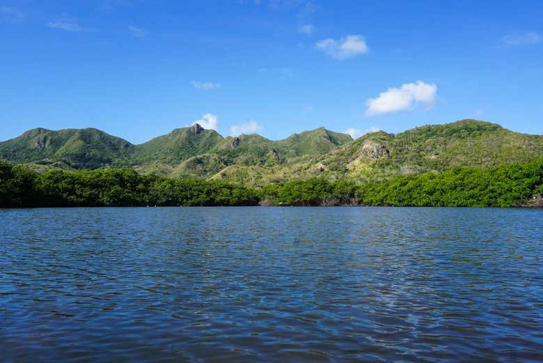 El bosque de Providencia desde el mar