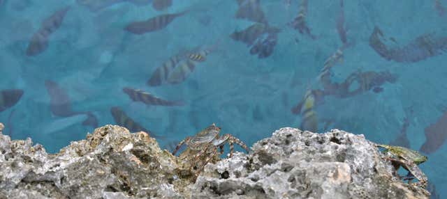 Snorkel em Providencia