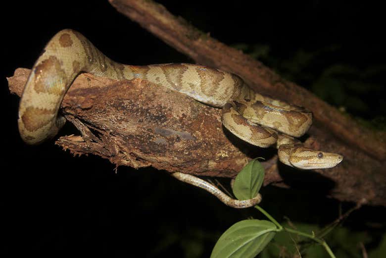 A boa constrictor in a tree