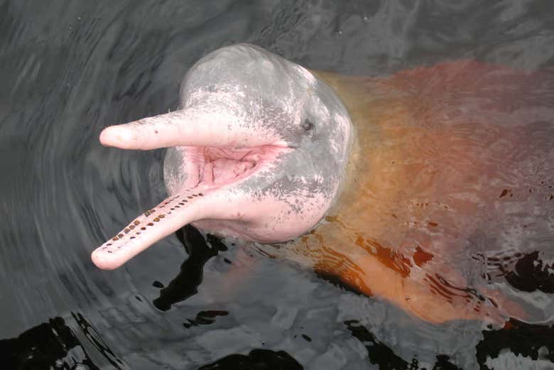 A river dolphin in the Amazon