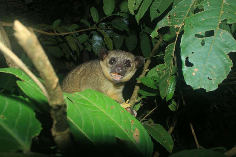 A Kinkajú eating leaves