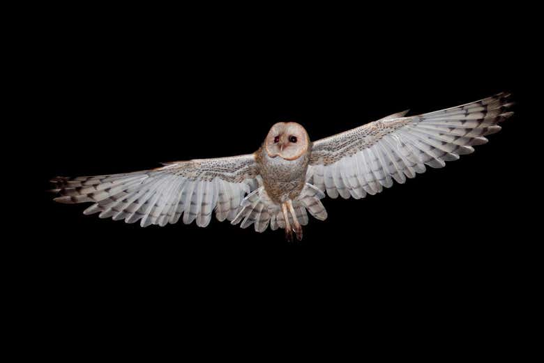 An owl flying over the jungle