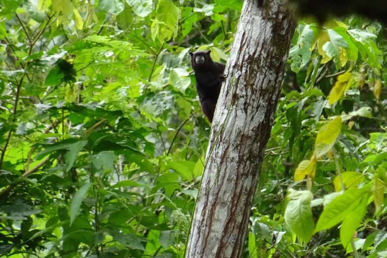A monkey looking down from a tree