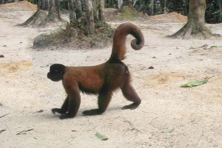 A monkey in the sanctuary of Mocagua