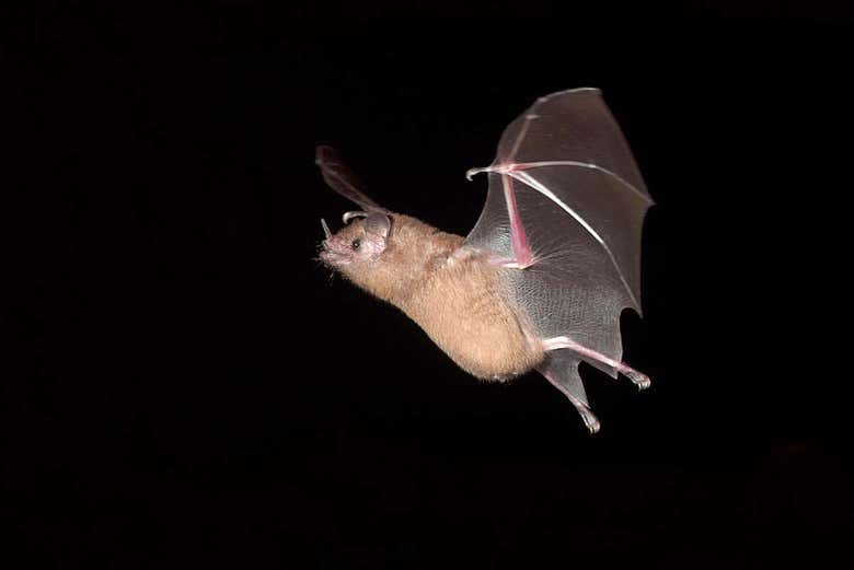 Bats flying over the Colombian jungle