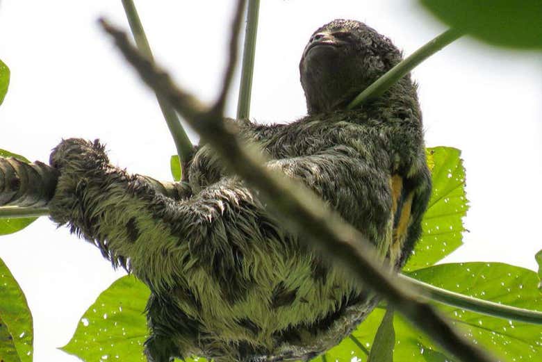 A sloth in a tree