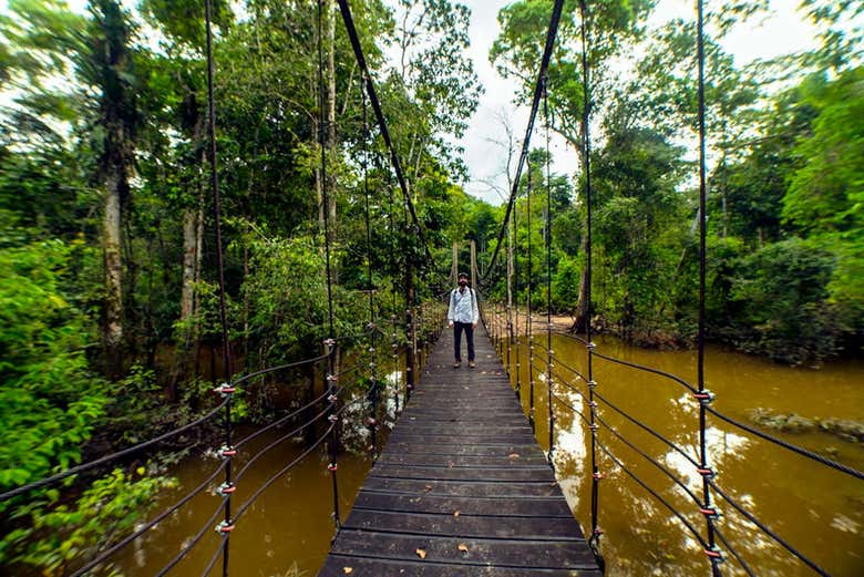 A bridge over a jungle river