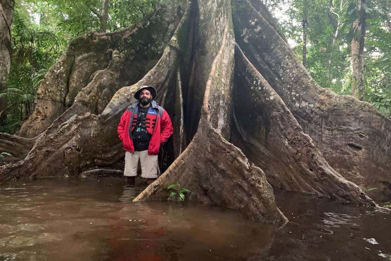 Ceiba roots during the rainy season